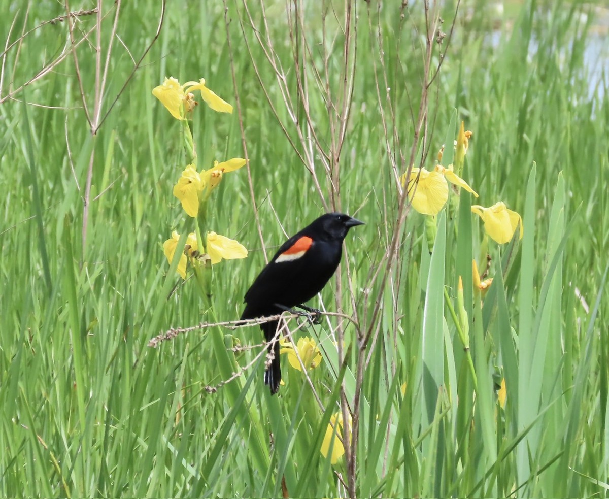 Red-winged Blackbird - Emily Dunning
