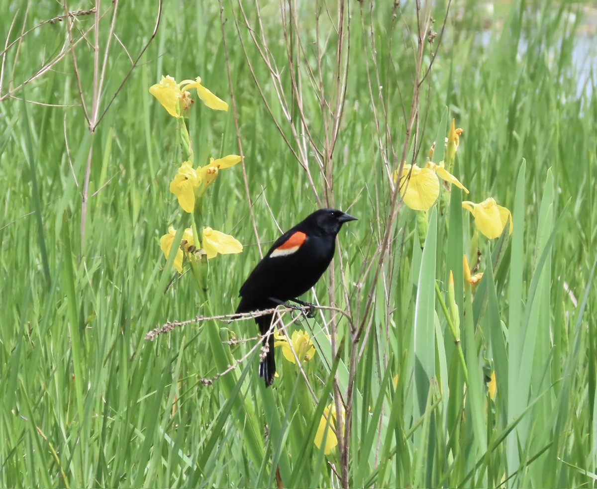 Red-winged Blackbird - ML619773186