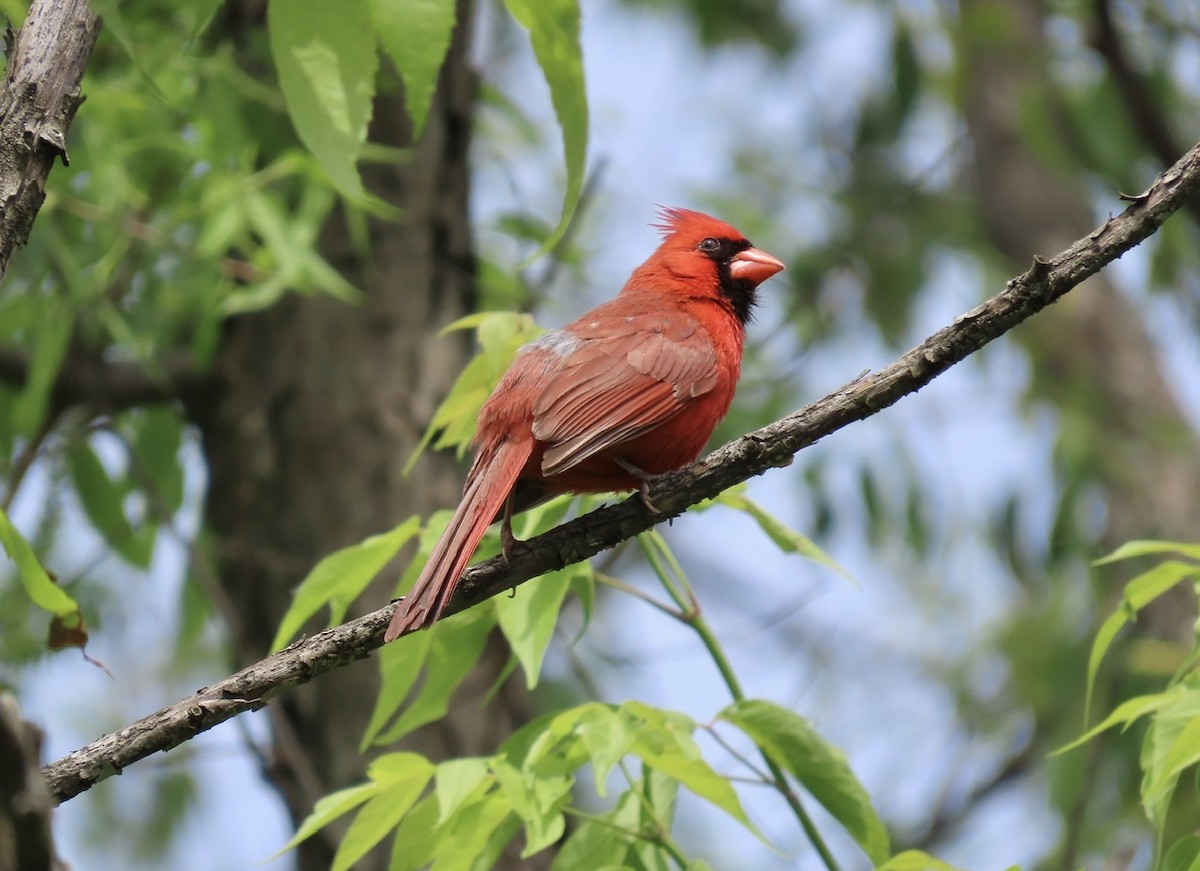 Northern Cardinal - ML619773198