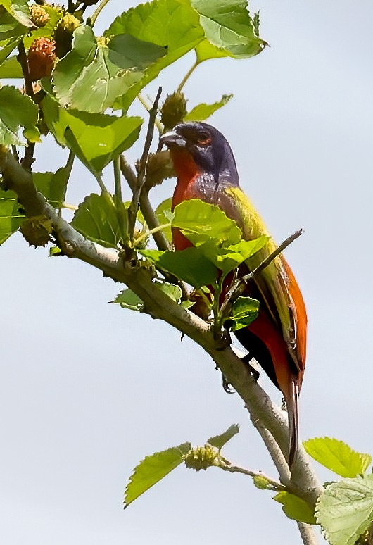 Painted Bunting - Tom Driscoll
