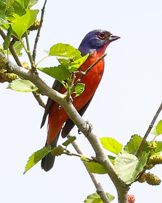Painted Bunting - ML619773202