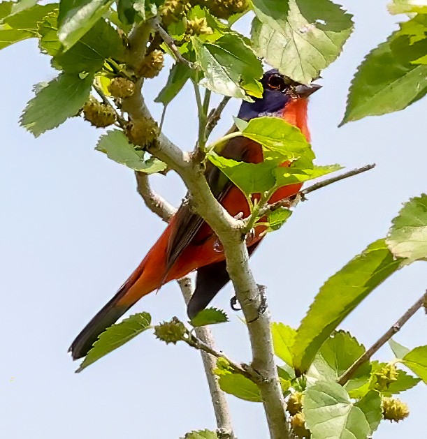 Painted Bunting - ML619773203