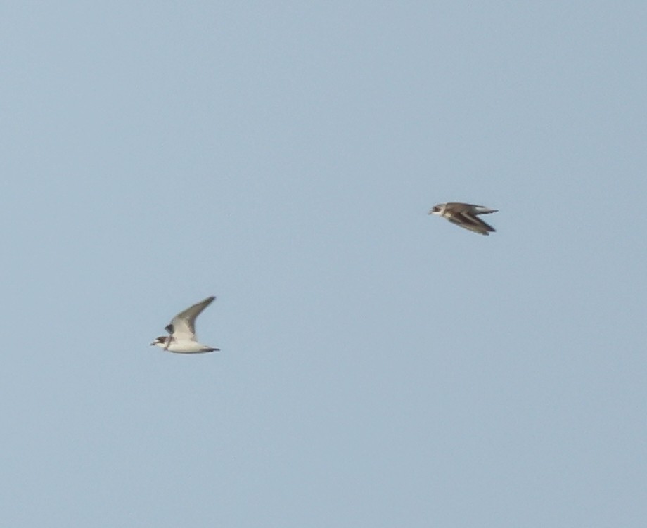 Semipalmated Plover - ML619773237