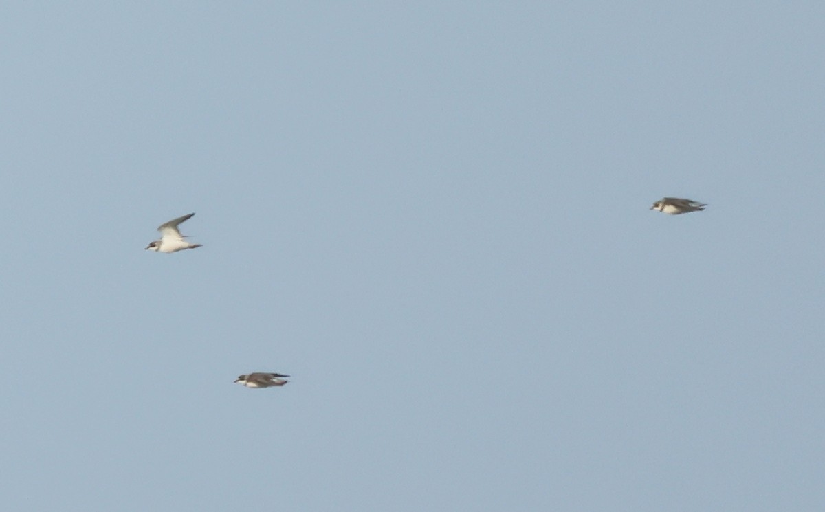 Semipalmated Plover - ML619773238