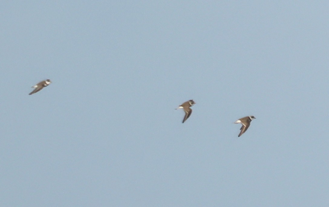 Semipalmated Plover - ML619773243
