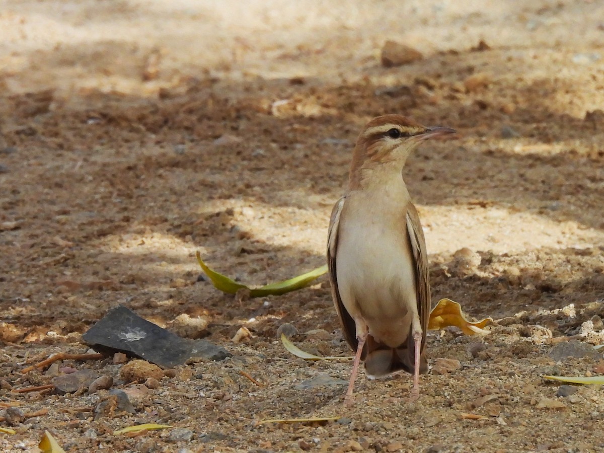 Rufous-tailed Scrub-Robin - ML619773246