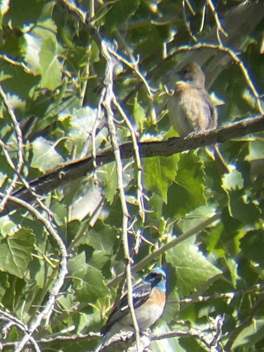 Lazuli Bunting - ML619773250