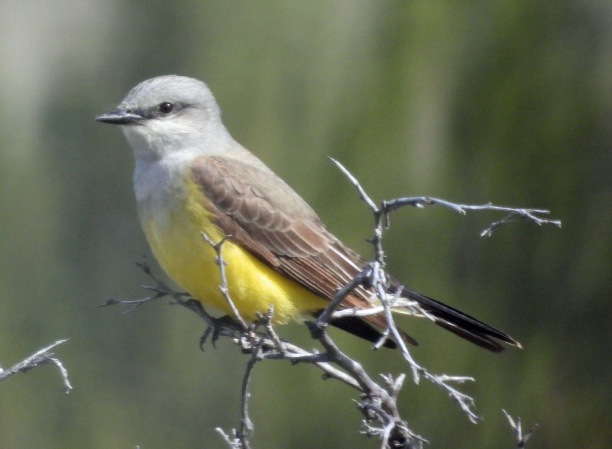 Western Kingbird - ML619773251