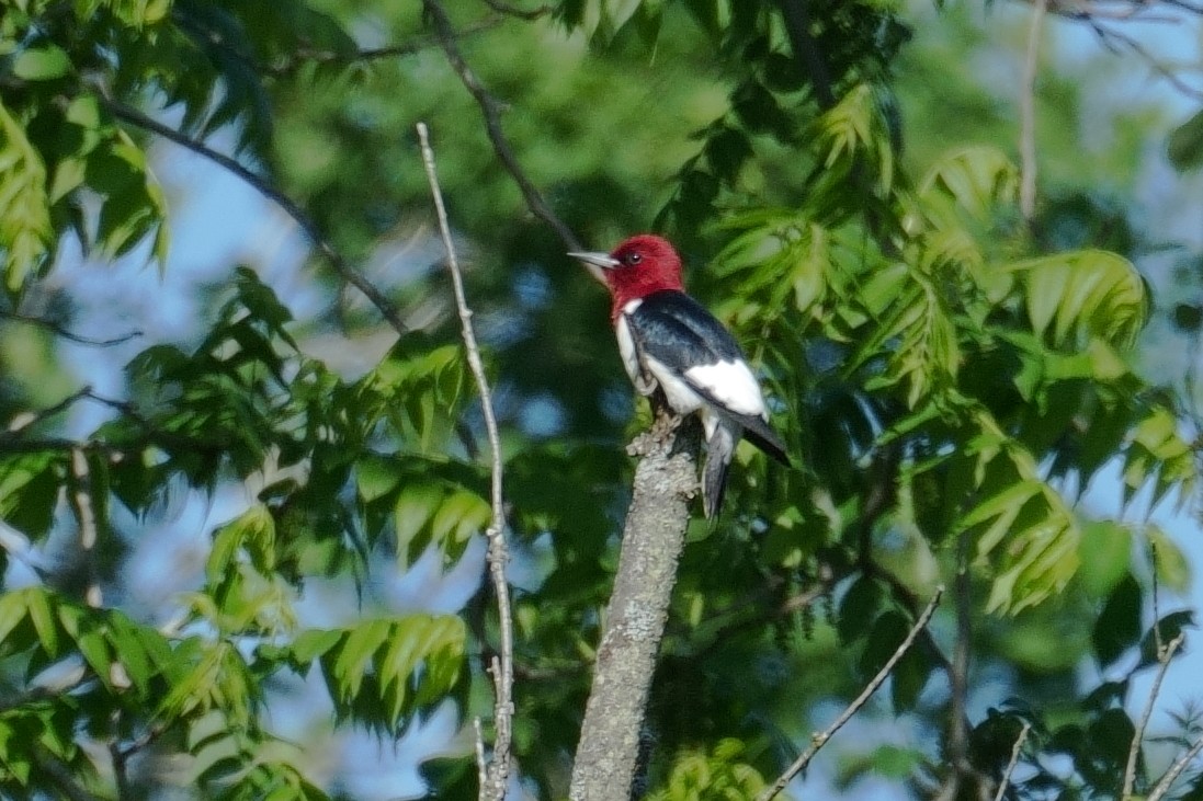 Red-headed Woodpecker - ML619773258