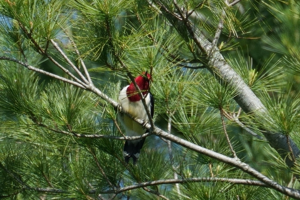 Red-headed Woodpecker - ML619773259