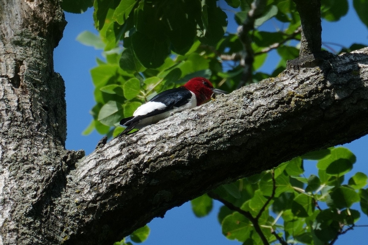 Red-headed Woodpecker - ML619773260