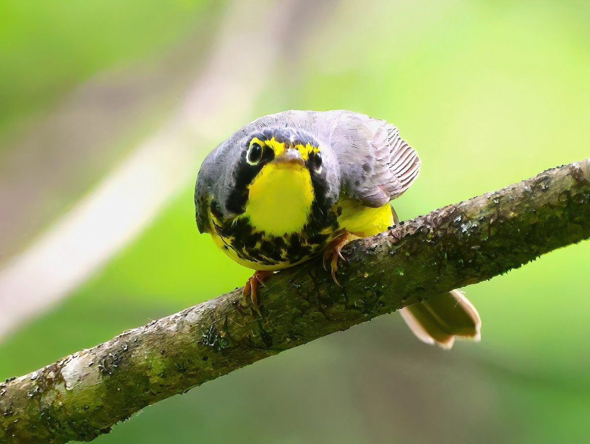 Canada Warbler - ML619773275