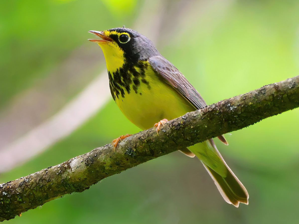 Canada Warbler - ML619773276