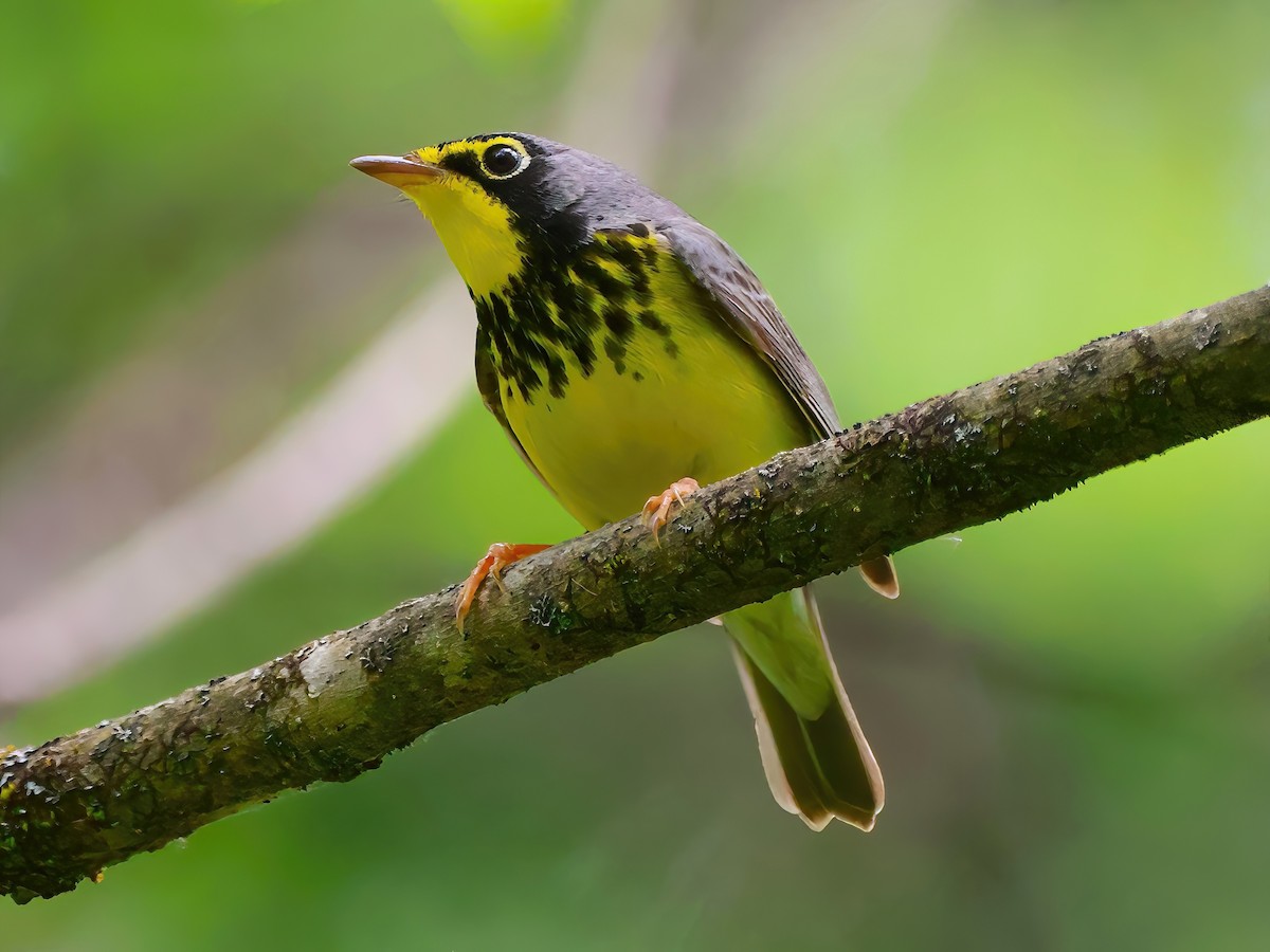 Canada Warbler - ML619773277