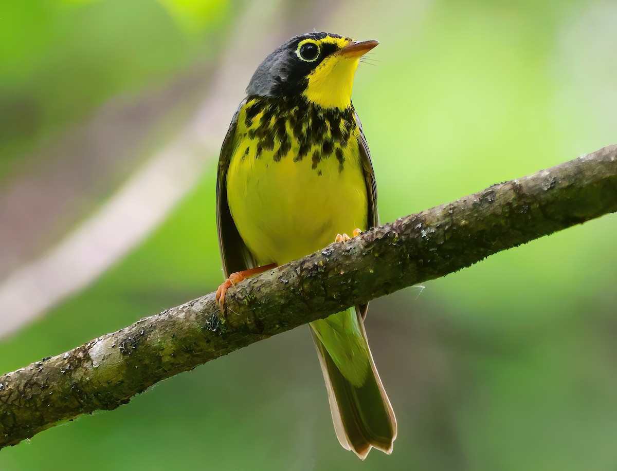 Canada Warbler - ML619773278