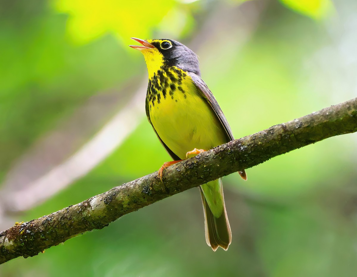 Canada Warbler - ML619773279