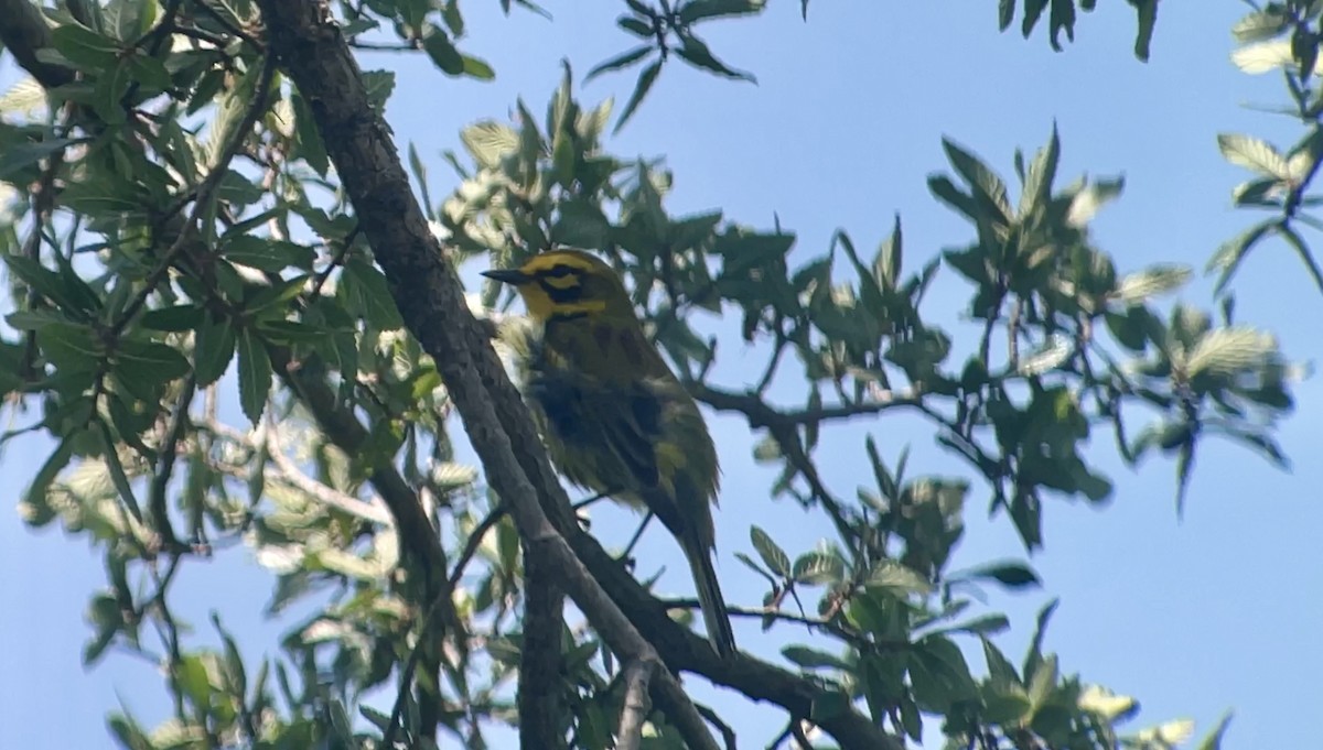 Prairie Warbler - ML619773284