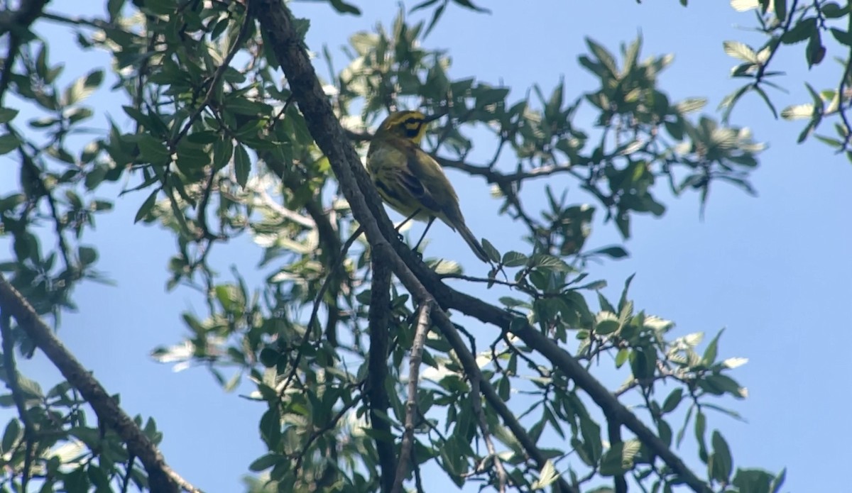 Prairie Warbler - ML619773286