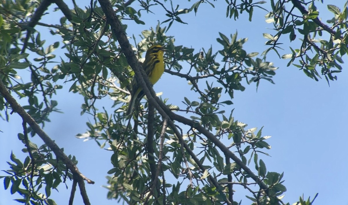 Prairie Warbler - ML619773287