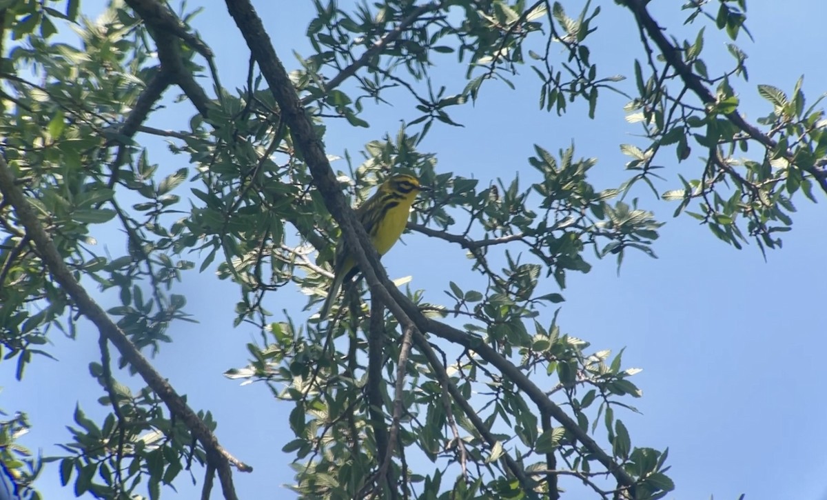 Prairie Warbler - ML619773288