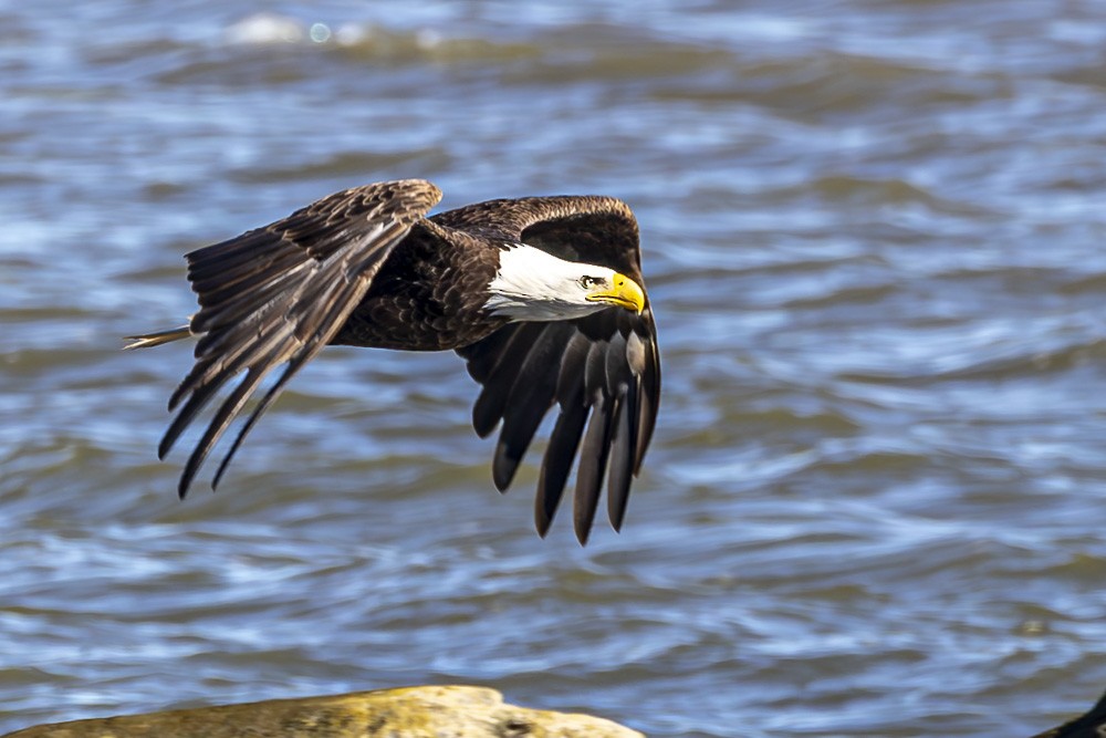 Bald Eagle - ML619773290