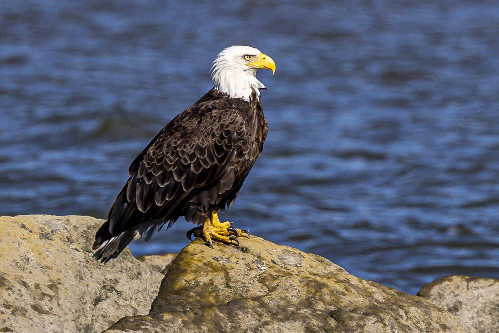 Weißkopf-Seeadler - ML619773291