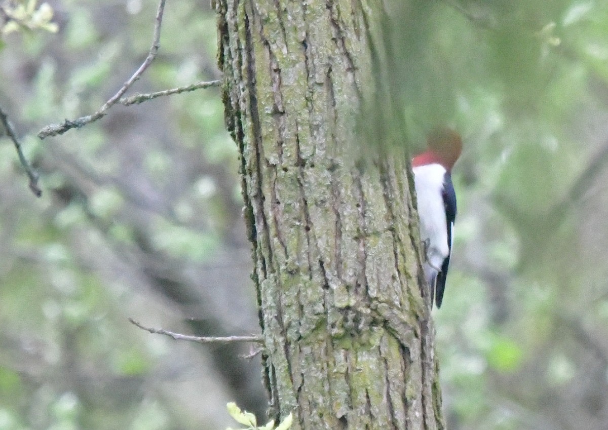Red-headed Woodpecker - Brian Chan