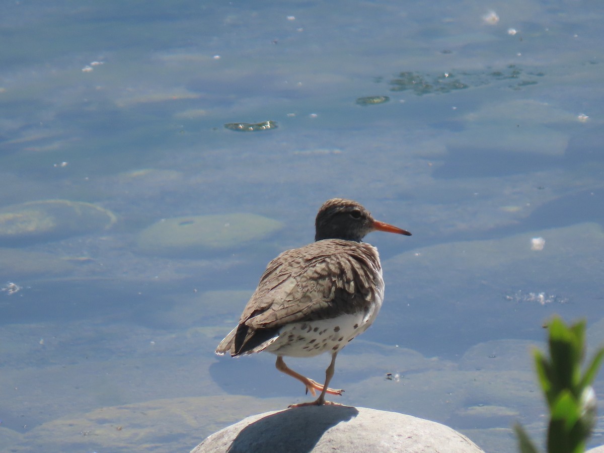 Spotted Sandpiper - ML619773309