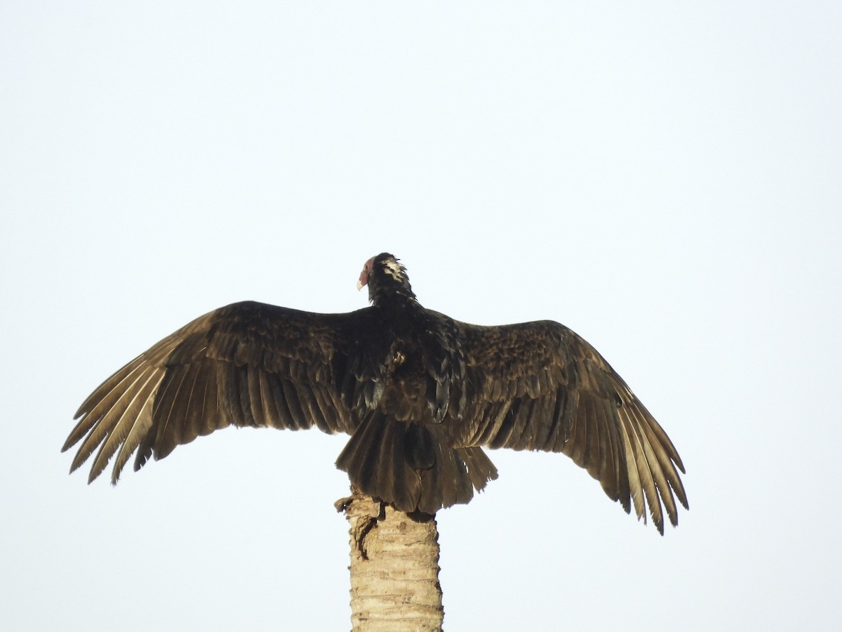 Turkey Vulture - ML619773350