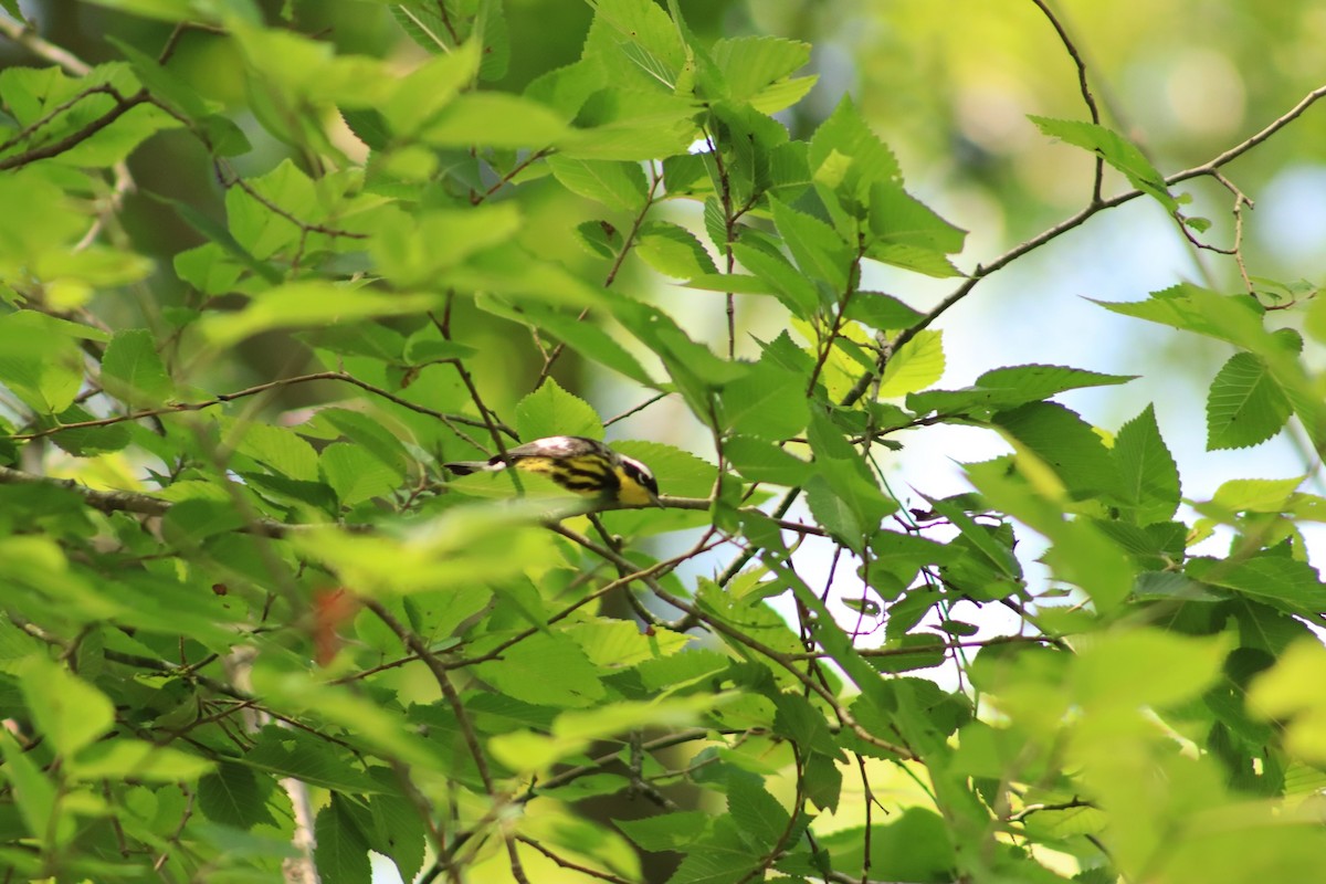 Magnolia Warbler - ML619773388