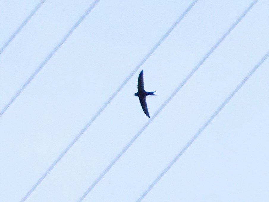 Common Swift - ML619773409