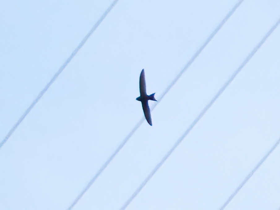 Common Swift - ML619773410