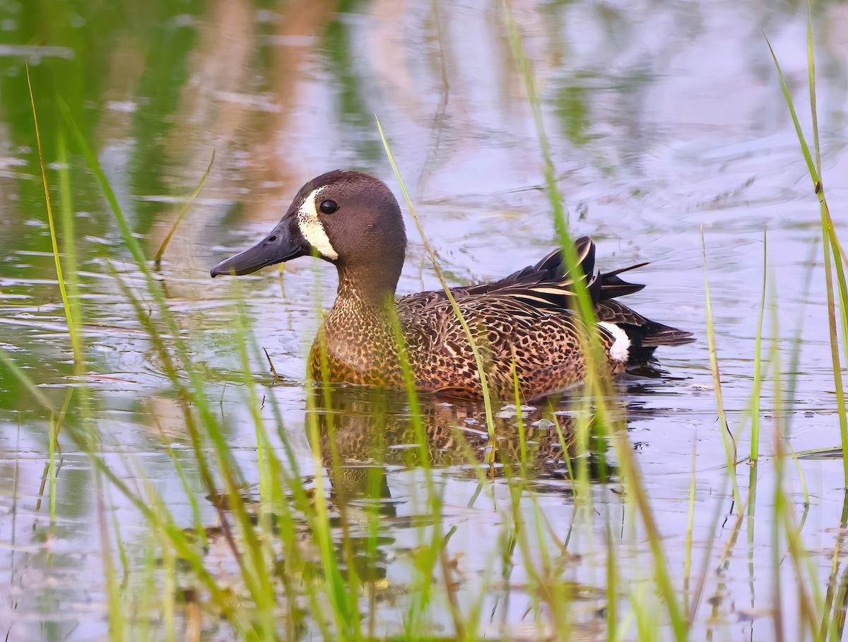 Blauflügelente - ML619773419