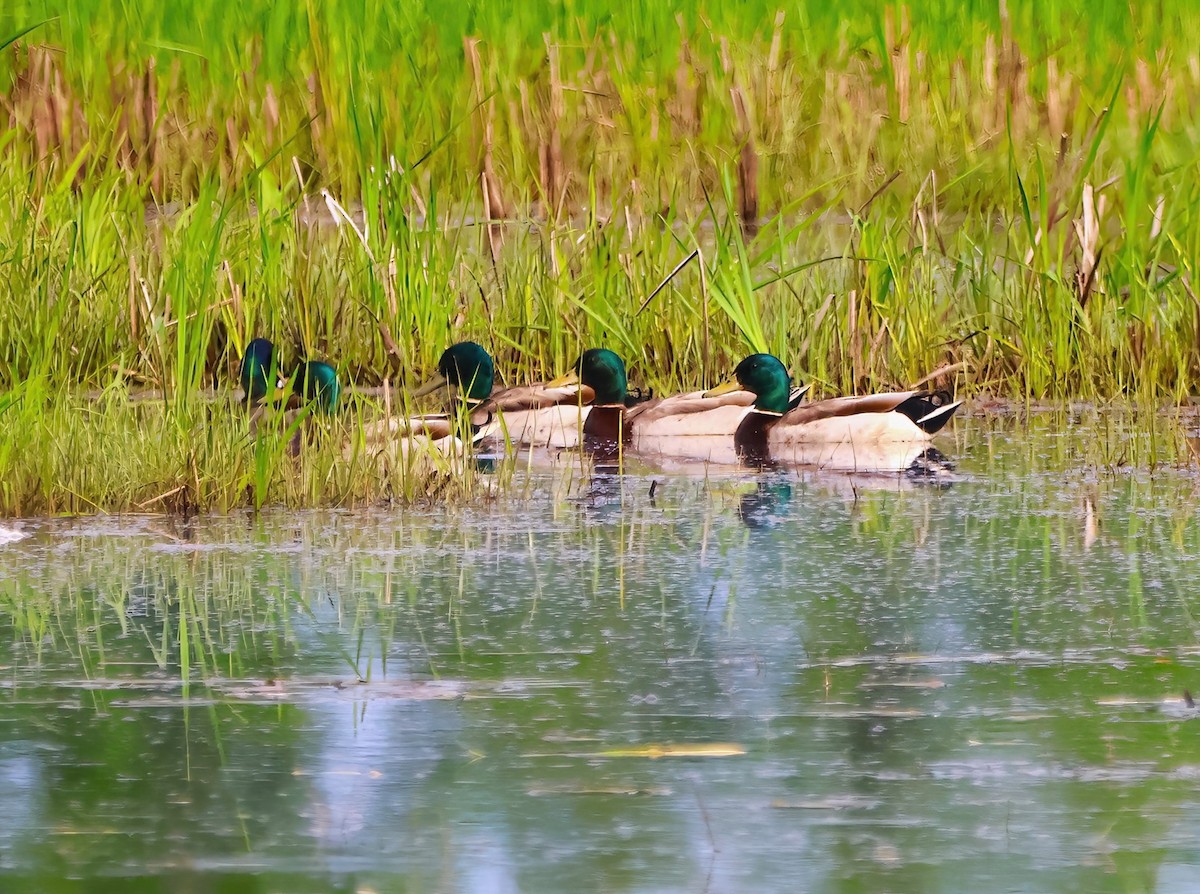 Canard colvert - ML619773427