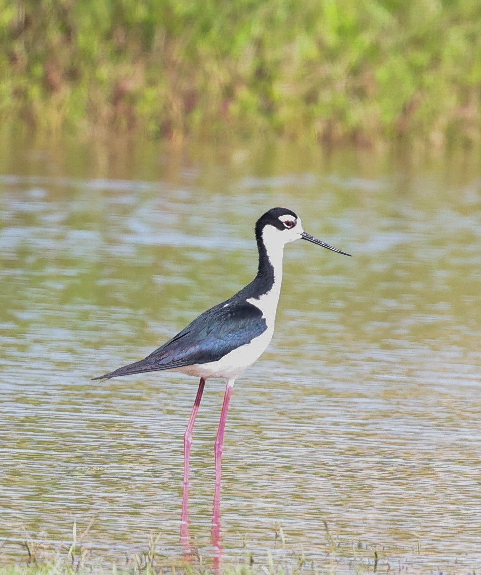 Schwarznacken-Stelzenläufer - ML619773430