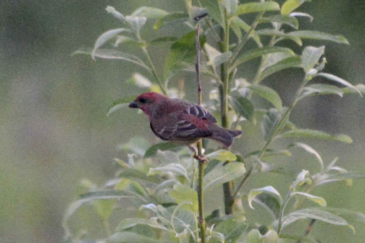 Pine Grosbeak - ML619773438