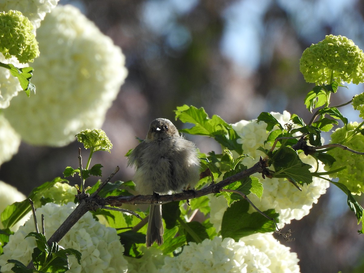 Bushtit - ML619773459