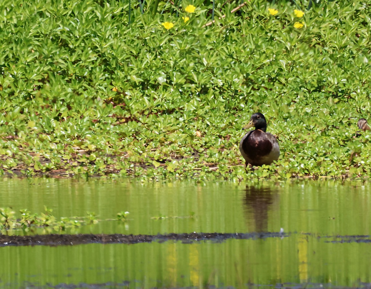 Mallard - ML619773462