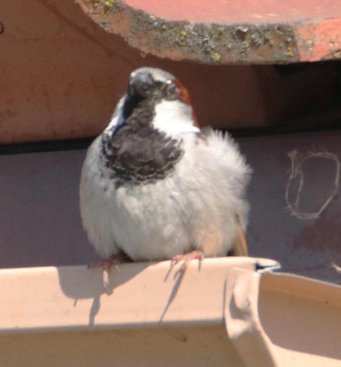 House Sparrow - ML619773490