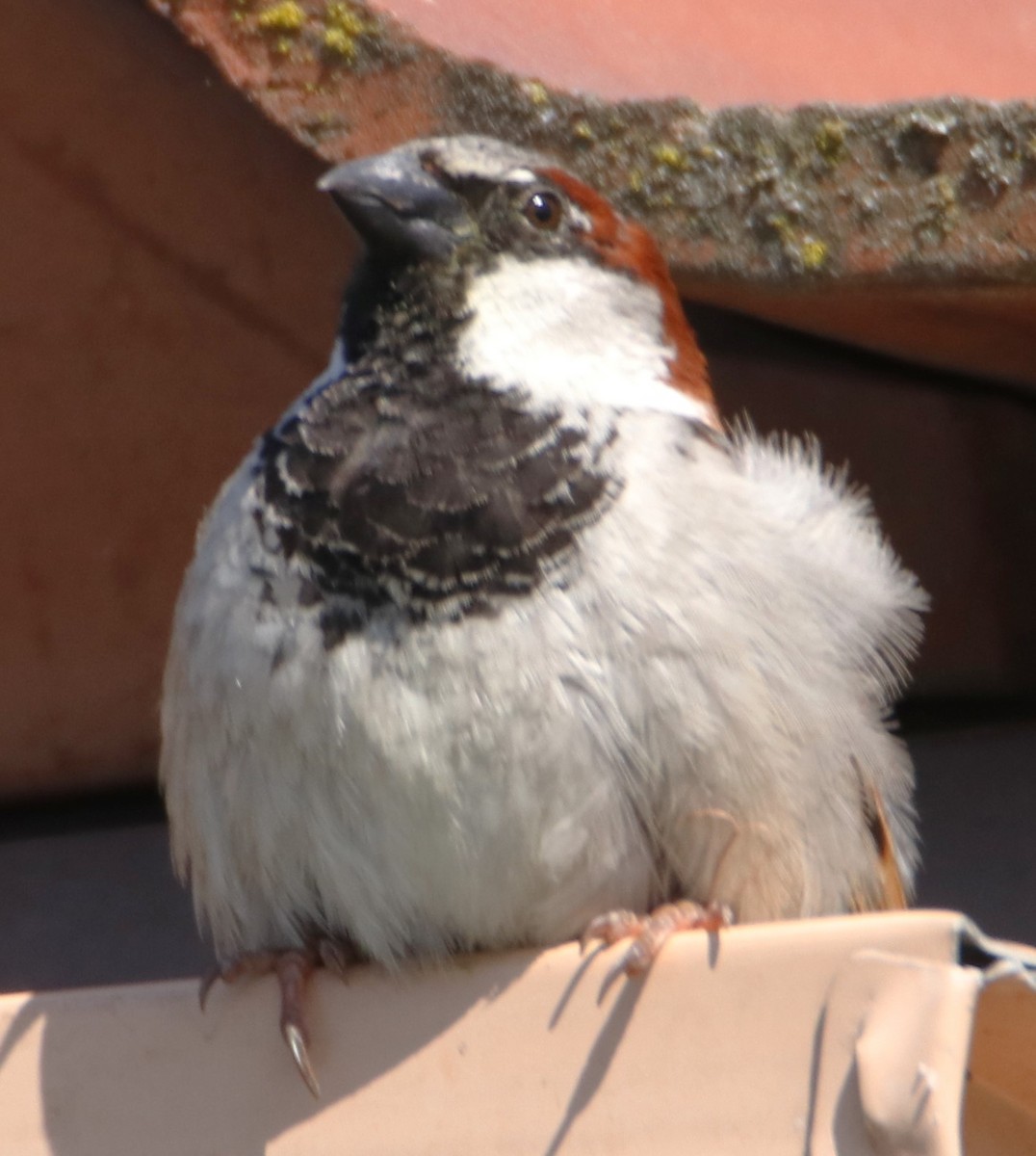 House Sparrow - ML619773492