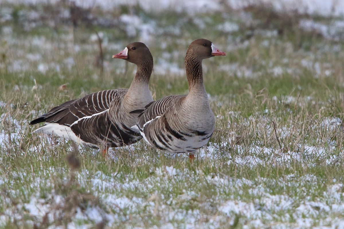Greater White-fronted Goose - ML619773501