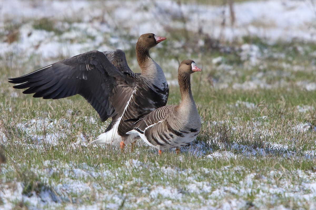 Greater White-fronted Goose - ML619773512