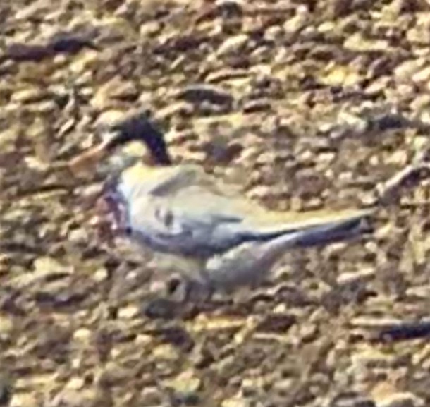 Least Tern - ML619773529