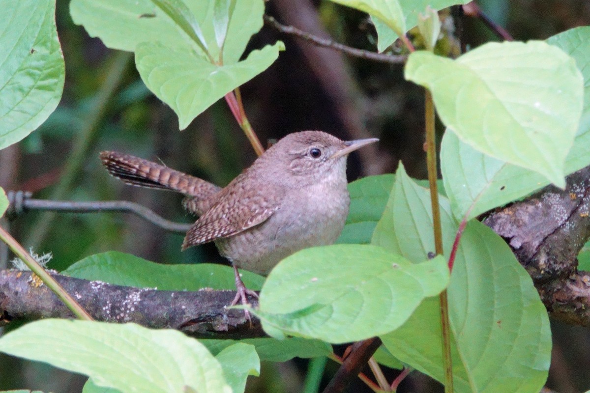 House Wren (Northern) - ML619773530