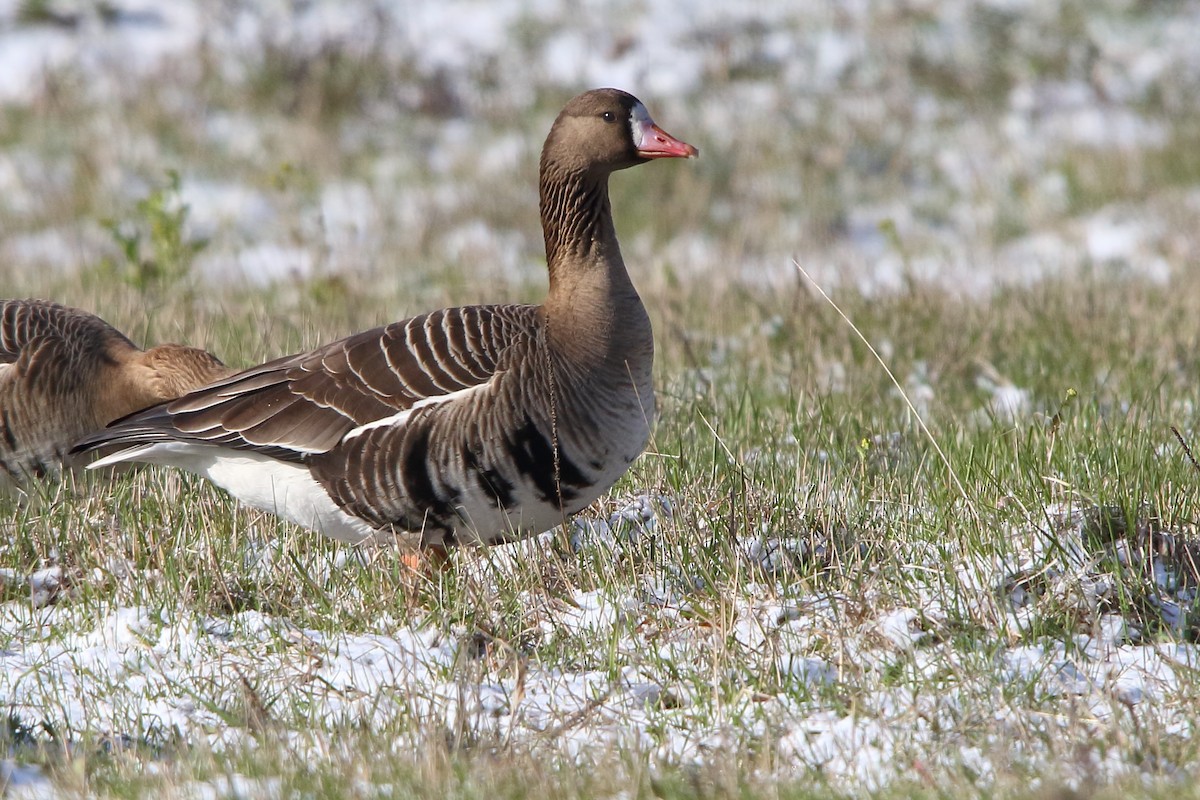 Greater White-fronted Goose - ML619773536