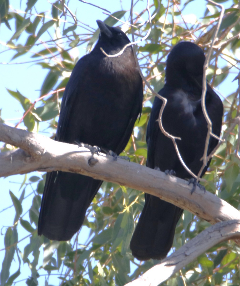 Common Raven - ML619773551