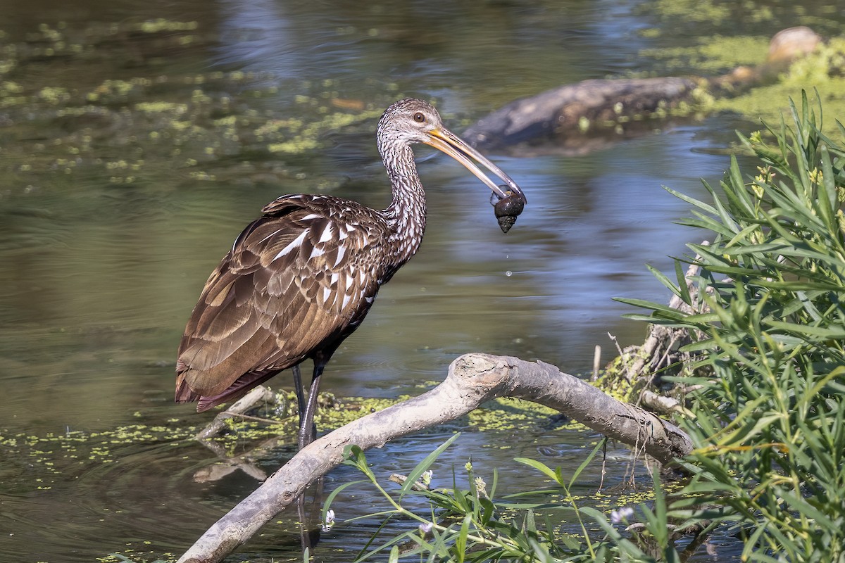 Limpkin - ML619773553