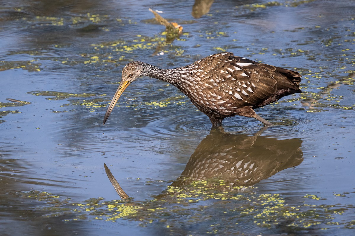 Limpkin - ML619773555