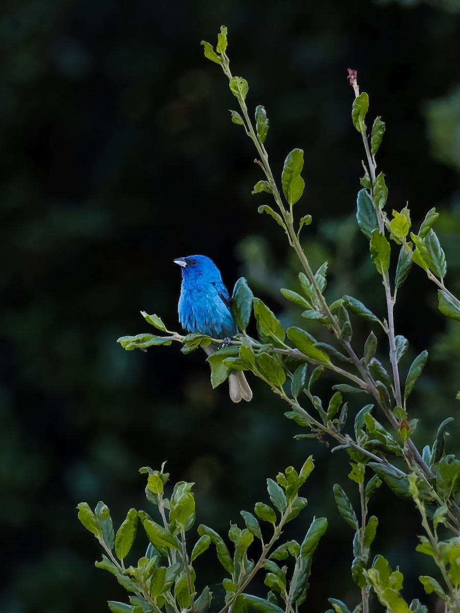 Indigo Bunting - ML619773564