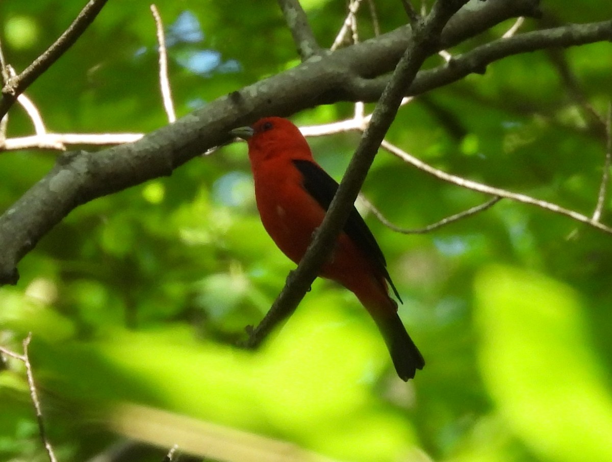 Scarlet Tanager - ML619773566